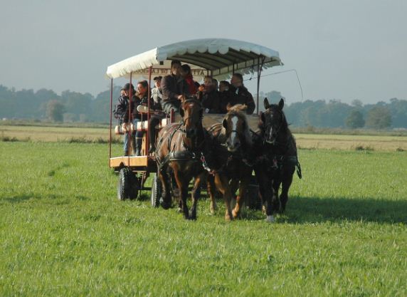 Location de calèche, noël, fêtet de village